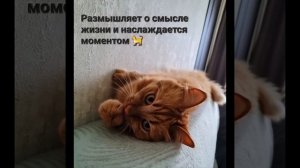 Смешные и прикольные животные