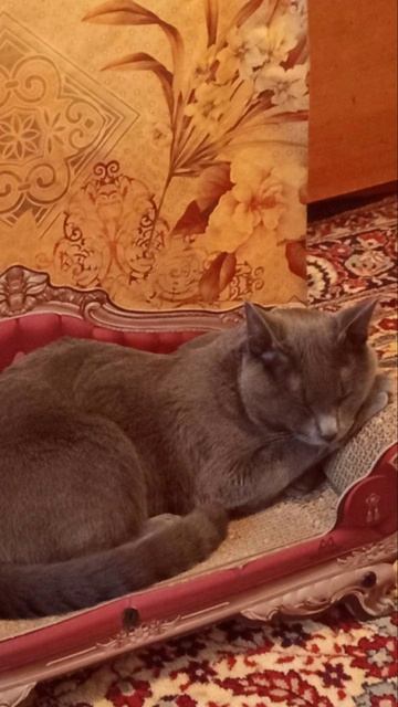 Кот Атос покоряет мир снов 💤 #shorts #котатос #котики #животные #милота