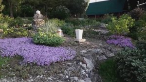 Июнь в саду 2025