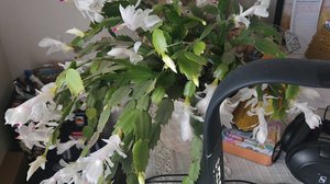 Красиво цветет декабрист в октябре 🌼 🍂