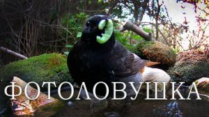 Горихвостка с добычей и другие птицы Фотоловушка в лесу