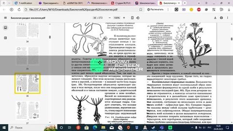 закономерности полового и бесполого размножения у всех групп животных
