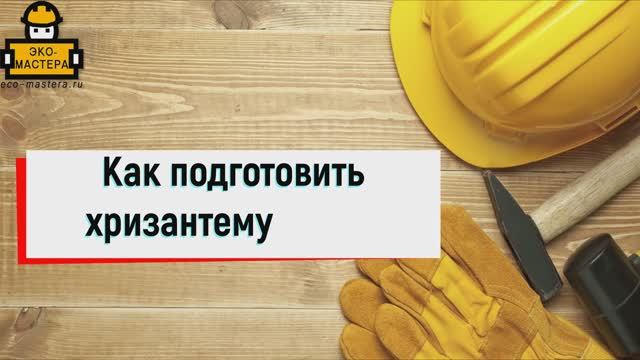 Как подготовить хризантему к зиме