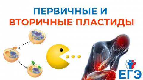 ПЕРВИЧНЫЕ И ВТОРИЧНЫЕ ПЛАСТИДЫ + разбор задания ЕГЭ