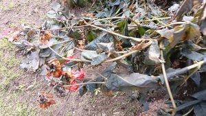 Мороз пришёл внезапно. Померзли мои георгины.