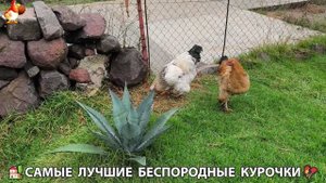 Цыплята и Курочки селяночки лучшие беспородные несушки 🥚 (366)