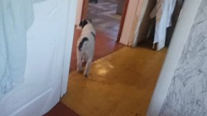 вюша играится