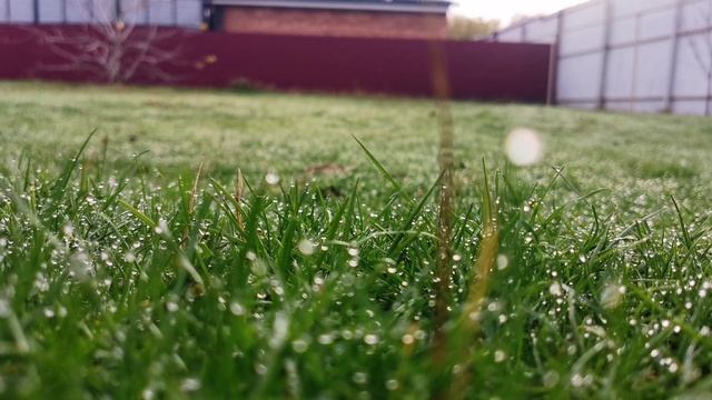 Трава роса утро крупным планом