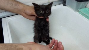 Спасаем котёнка. Забираем котёнка домой. Часть 2.