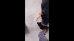 Собака. Том