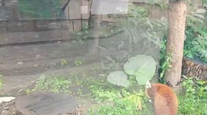 Московский зоопарк 1 июля 2025 год