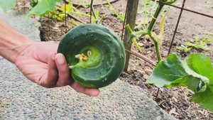 Сбор урожая огурцов 🥒