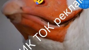 В ТИК ТОК РЕКЛАМА