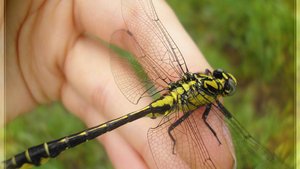 Девчонка и стрекоза