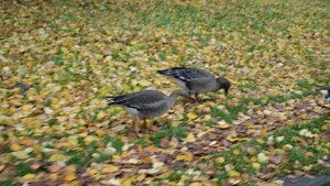 Дикие гуси на набережной Петрозаводска