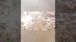 🌤️РОМАШКОВЫЙ РАССВЕТ 🌼💮🌸#песни_о_любви