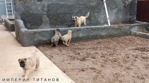 ТИТАНЫ.АРМЯНСКИЙ ВОЛКОДАВ ГАМПР ТЕРРА УЧИТ ДЕТЕЙ ЗАЛАЗИТЬ НА ВЫСОКИЕ КЛУМБЫ#гампр#гампртитан#