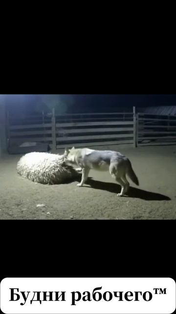 Смотрим ролики | Будни рабочего™ смотреть онлайн