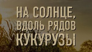 На Солнце вдоль рядов Кукурузы...филм ...