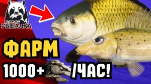 🤑 НОВЫЕ ТОЧКИ ФАРМА РР4! Раздача ТРОФОВ • Вьюнок • Ахтуба • Норвежка