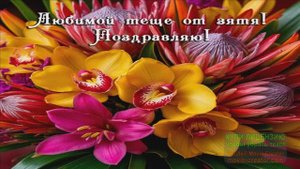 С МЕЖДУНАРОДНЫМ ДНЁМ ТЁЩИ! КЛАССНОЕ МУЗЫКАЛЬНОЕ ПОЗДРАВЛЕНИЕ!