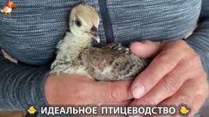 Идеальное птицеводство достойно восхищения 🐓🦆🦢🦚🦃🐔 эпизод (381)