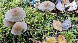 Грибочки на пеньке - Природа в деталях! Грибы