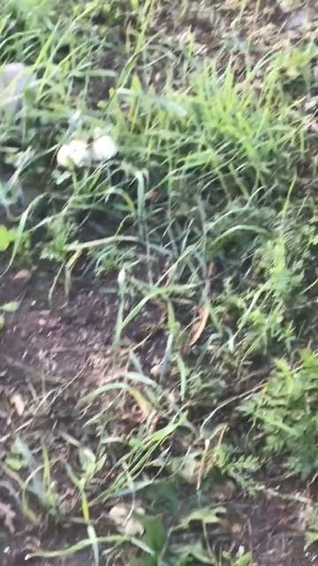 Ленинградская область. Хвойное. 10.07.2024. Грибы-шампиньоны полевые подросшие за сутки