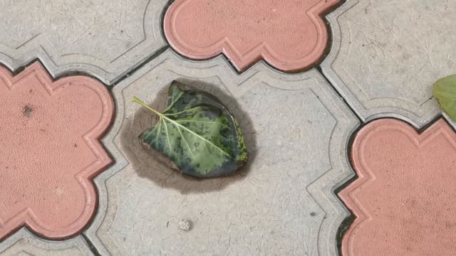 Мокрый лист на земле осень