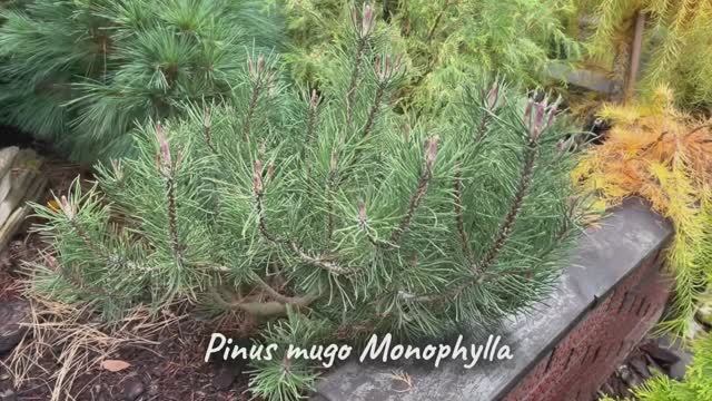 Pinus mugo Monophylla