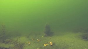 Видео от За Трофеем: Охота и Рыбалка