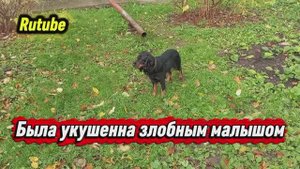 Нас покусали