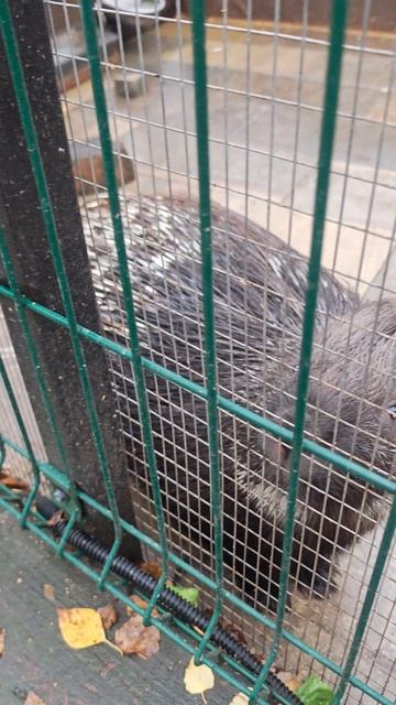 Дикобраз Живой зоопарк Vnukovo Premium Outlet #внуково