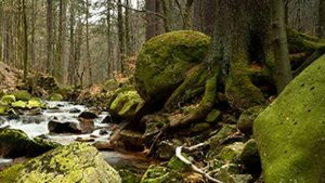 Relax video 41 + / Ручей. Звуки природы.