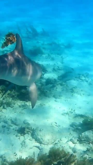 Дельфины плывут за мной