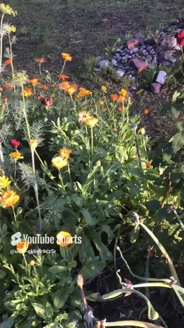 Ленинградская область. Хвойное. 10.07.2024. Цветы на даче