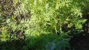 Фацелия 26 октября 2025