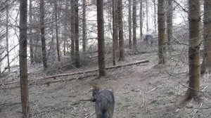 🐺🐺🐺 видео фото ловушки