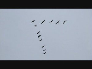 Летят перелётные птицы