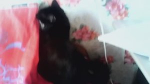 АРХИВ 2016г.  Кошка🐈 ДАШКА и Подушка🙂🙂🙂