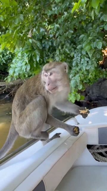 Кормим обезьянок