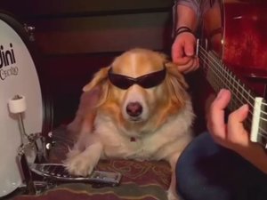 #7. СБОРНИК ПРИКОЛОВ. ЗАБАВНЫЕ МОМЕНТЫ С ЖИВОТНЫМИ! СОБАЧЬЯ ЖИЗНЬ.