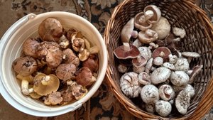 Грибное разнообразие: маслята, шампиньоны, синеножка