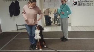 Бернский зенненхунд Шелдон. Фрагмент индивидуального занятия по дрессировке: команда Рядом. Тольятти