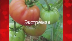 Каталог томатов 2025 года. Часть 13. г. Киров