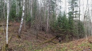 добыл рябчика