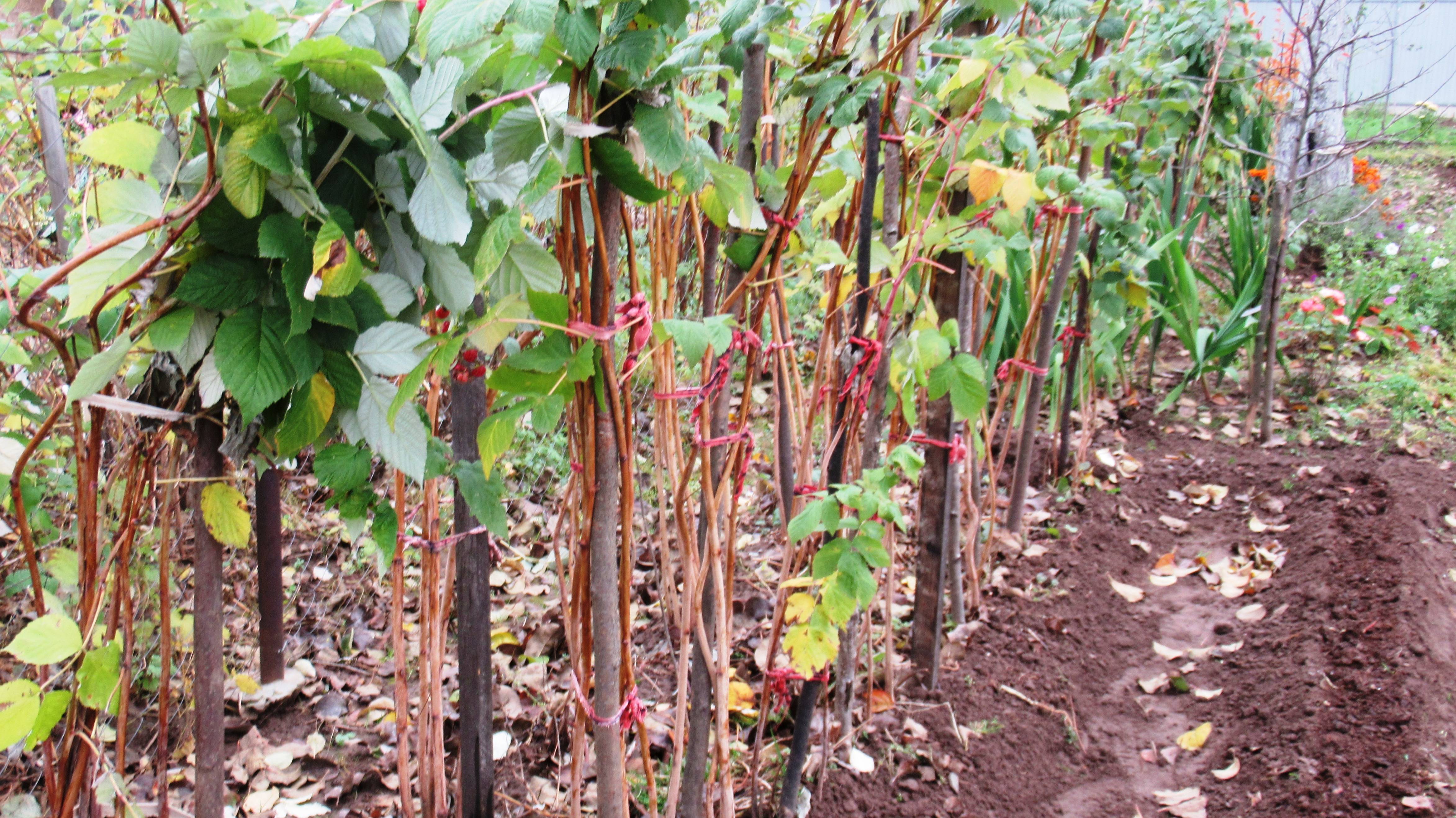 Сроки осенней обрезки малины и почему она важна