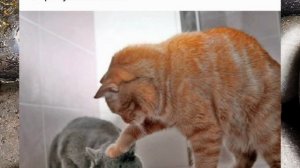 Приколы, статусы, юмор, анекдоты 👍