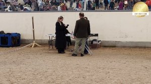 Рейтинговая выставка собак всех пород "БАЛТИК-ШОУ-2025-1" ринг левреток.