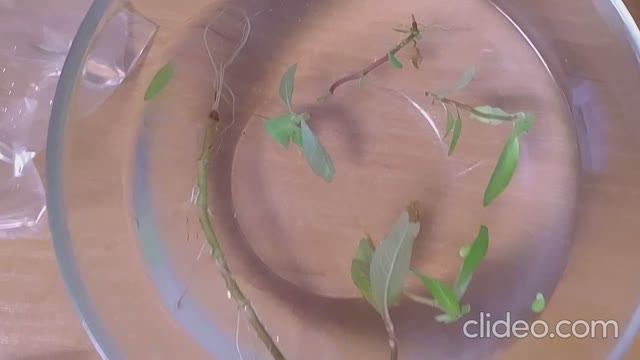 Мои аквариумы 26.10.2025г. смотреть онлайн